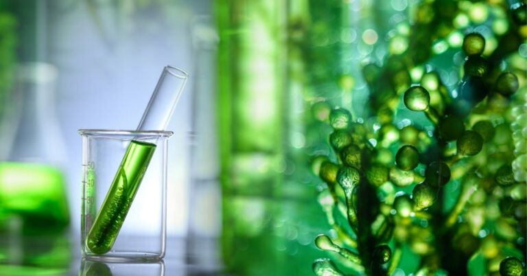 Kabay-pédia 32 Minden, amit az algáról tudni kell