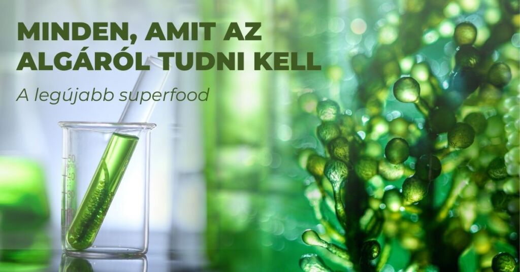 Minden, amit az ALGÁRÓL tudni kell